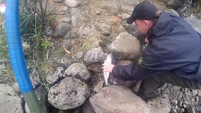 СУПЕР РЫБАЛКА/РЫБА КЛЕВАЛА,КАК БЕШЕНАЯ/ЛОВЛЯ ГОРБУШИ НА УДОЧКУ,НЕРЕАЛЬНЫЙ КЛЁВ 2019 (ЧАСТЬ 2) смотреть онлайн