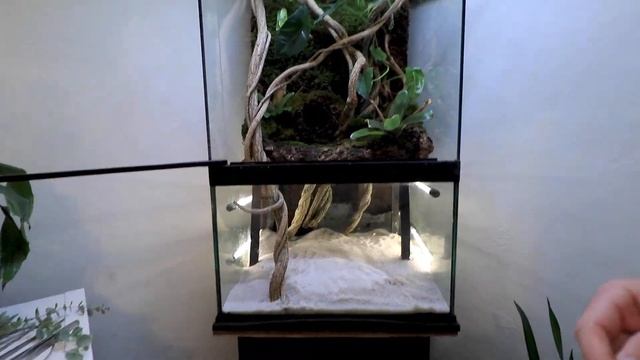 RARE PYTHON GETS HIS DREAM HOME ! JUNGLE WATERFALL TERRARIUM !! смотреть онлайн