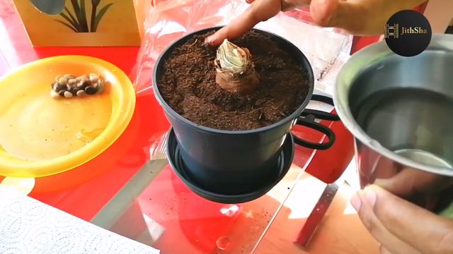 DIY - How to grow Amaryllis plant | Amaryllis growth stages | Home gardening of Amaryllis flower смотреть онлайн