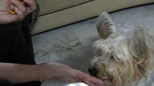 Toto...the Durian Eating Dog... смотреть онлайн