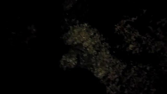 Как вырастить вешенку не покупаю мицелии смотреть онлайн