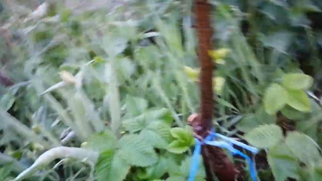 Прививка жёлтой сливы и алычи на терновник смотреть онлайн