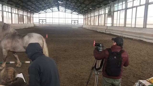 Фестиваль "Рабочая лошадь России" Советский тяжеловоз Ричард смотреть онлайн