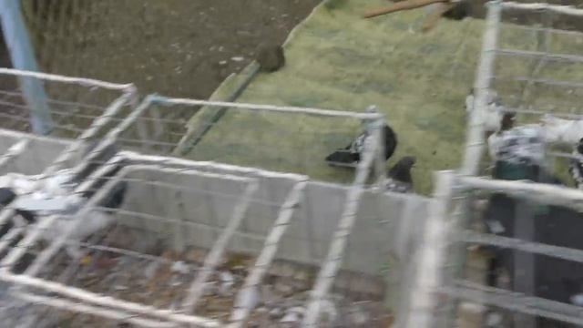 07.02.21.Птичий рынок г. Пятигорск-ч1.07.02.21.Poultry market, Pyatigorsk-ch1 смотреть онлайн