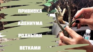 Прививка адениума сам на сам. Прививка адениума в расщеп