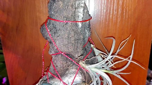 Орхидея Шилошиста, размер 1'7, спустя 10 месяцев в домашних условиях, Москва смотреть онлайн