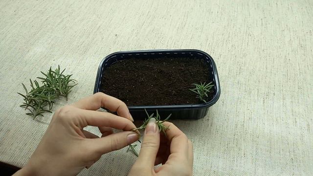 Как укоренить Розмарин. Размножение Розмарина. смотреть онлайн
