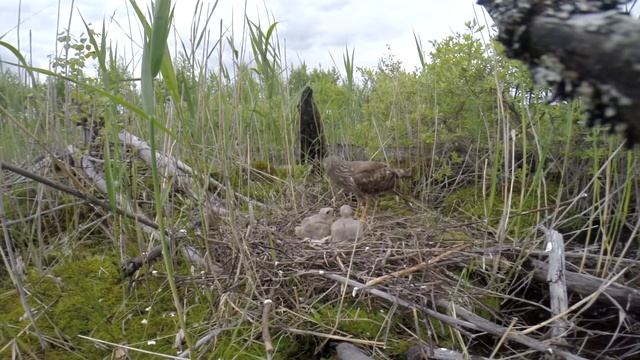 Полевой лунь. Circus cyaneus смотреть онлайн