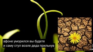 Сказка 《Цветок на земле》Автор-А.Платонов