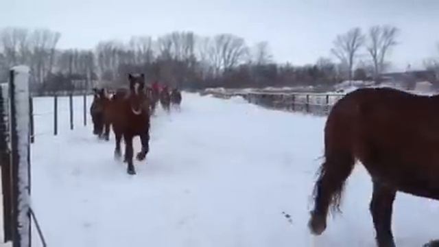 Лошади тренинг смотреть онлайн