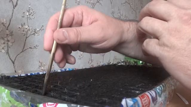 ШПИНАТ ЖИРНОЛИСТНЫЙ - ПОСАДКА СЕМЯН В СТАКАНЧИКИ ДЛЯ ПЕРЕСАДКИ В ГРУНТ