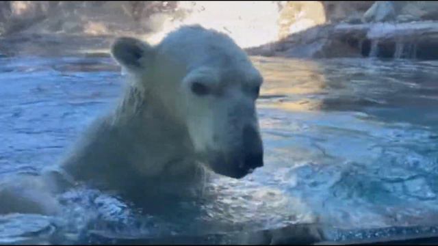 Шилка в бассейне в зоопарке Йокогамы (Зооразия)..Shilka in the pool at the Yokohama Zoo (Zoorazia смотреть онлайн