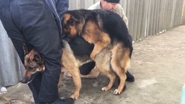 Немецкая Овчарка Радж. 2Года 8мес. Вязка. 4K