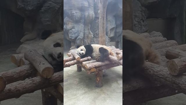Панда. Пекинский зоопарк.декабрь 2015 г. смотреть онлайн