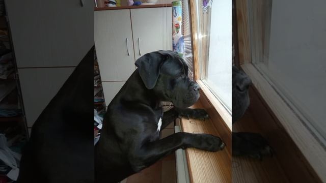 КАНИКОРСА смотреть онлайн