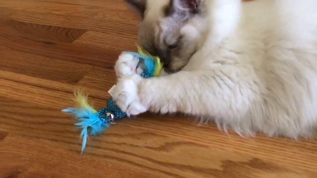 Ragdoll kitten - KItten's choice - favorite Christmas present - simple toy смотреть онлайн
