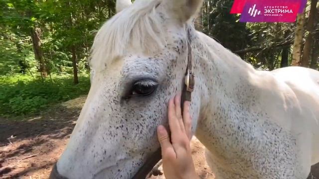 Покататься на лошадях, конные прогулки, аренда катание лошади в конном клубе: Экстрим АХАА. смотреть онлайн