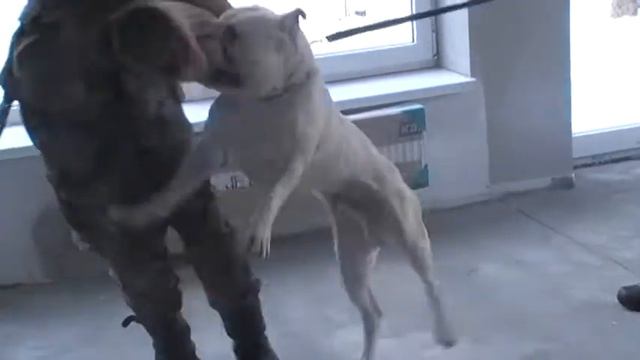 abull budova 2.MOD смотреть онлайн