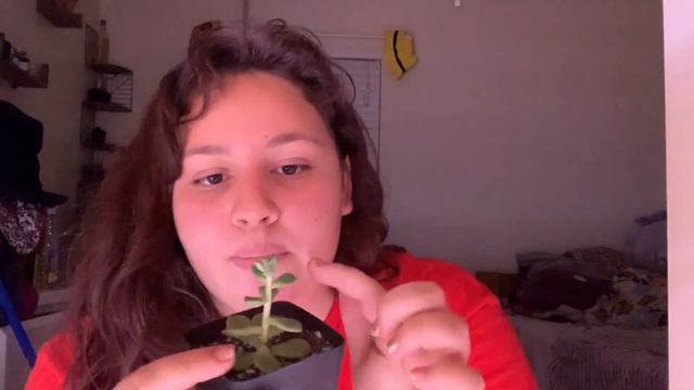 Succulents And Light + GIVEAWAY