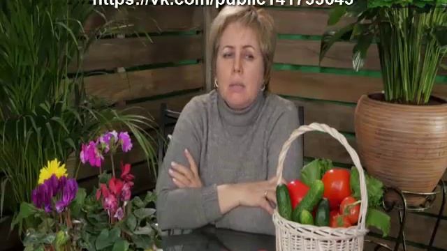 Сорта томатов для теплиц . Среднерослые томаты. Приусадебное хозяйство. смотреть онлайн