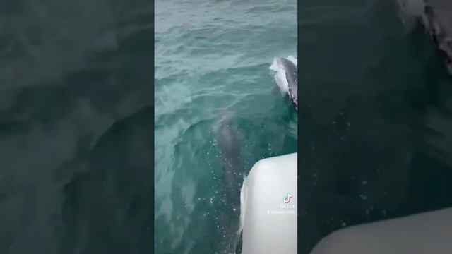 #дельфины #море#красота смотреть онлайн