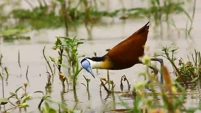 African Jacana Actophilornis africanus смотреть онлайн