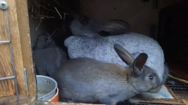 Две крольчихи принесли помесных крольчат смотреть онлайн