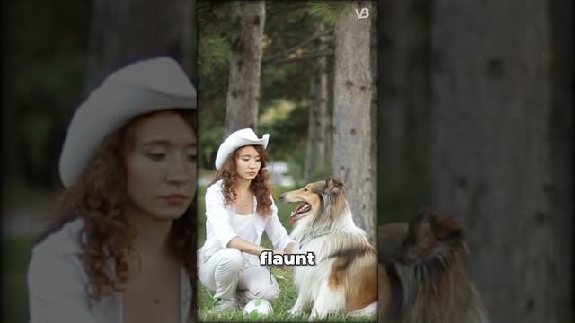 Collie & Scottish Shepherd Sheltie