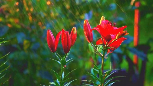 ?️☔Unveiling The 3-Minute Sleep Magic: Experience Calm With Rain White Noise #SleepMagic #rainsound