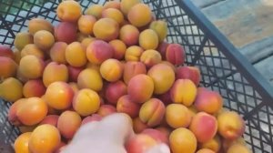 Абрикос сорт Цунами (apricot Tsunami). Обзор плодов и дегустация