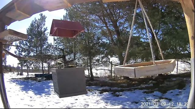 2021 Mar 08: Livestream bird feeding station. Ripley, Ontario Canada by AtHomeFriendlyTecGuy смотреть онлайн