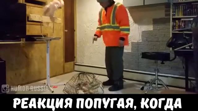 Когда хозяин сломал клетку попугая😂😂 смотреть онлайн