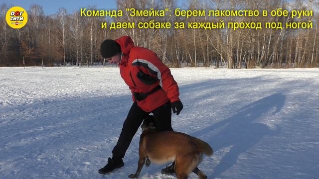 Чем заняться на прогулке с собакой смотреть онлайн