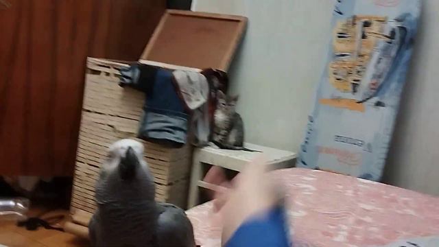 Стая диких львов, Жако и носки!