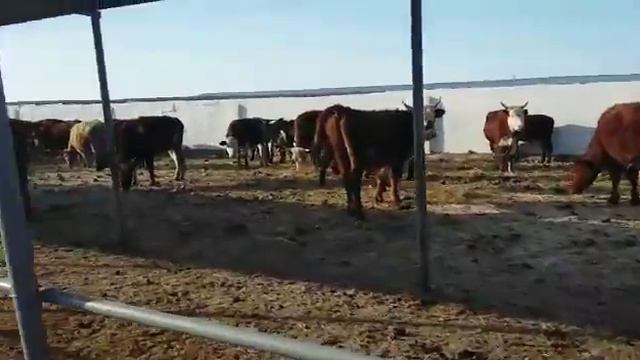 Бычки на откорме мясных пород продажа 89656176005 смотреть онлайн