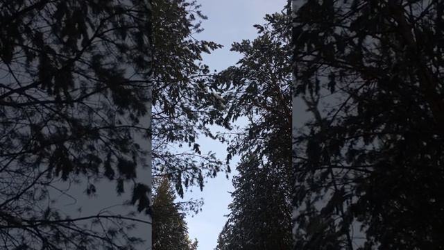 Лесная прогулка на лыжах. Запоздалая зима 2017-2018 смотреть онлайн