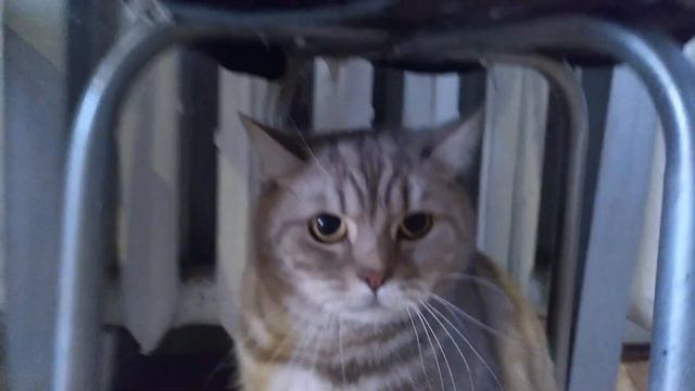 Взорвал интернет! Кот разговаривает, говорит пошёл на мама МАаа МАааа :(( Вы помните это? смотреть онлайн