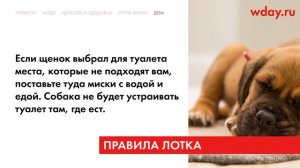Как приучить щенка к лотку: советы и хитрости