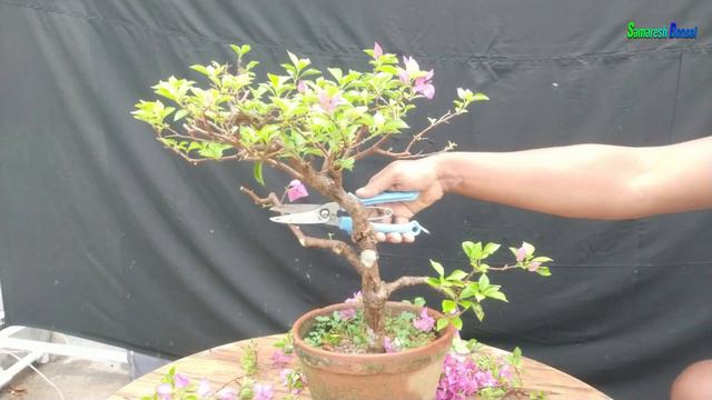 Bougainvillea Bonsai Tree Pruning, Reporting Or How To Grow Bougainvillea From Cutting// 2020