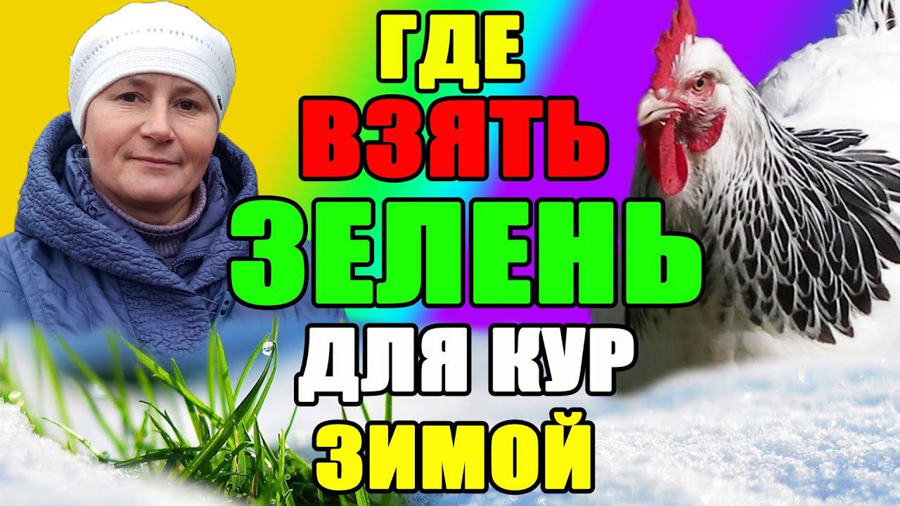 МИКРОЗЕЛЕНЬ для кур зимой. смотреть онлайн