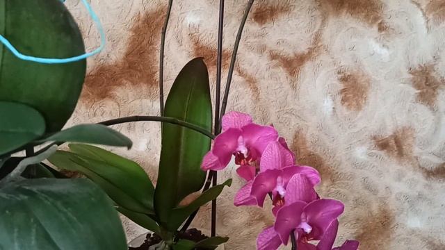 Три грации в вишнёвом. Орхидеи бабочки. Phalaenopsis Pavarotti , Вивальди Vivaldi и Stellenbosh . смотреть онлайн