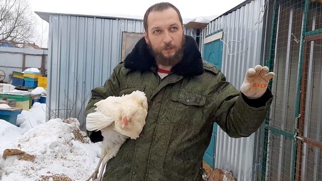 белая гилянская курица борода слаборазвита смотреть онлайн