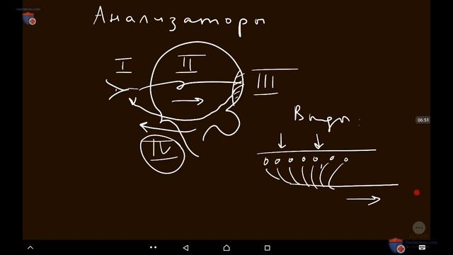 Общая физиология сенсорных систем  Классификации рецепторов