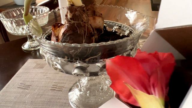 Amaryllis on Clearance - $1 For A Bulb - But Are They Too Old? Here Is What I Found! Want Need More смотреть онлайн