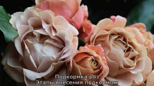 Роза Коко Локо