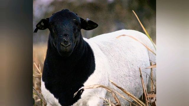 Дорпер лучшая из пород. смотреть онлайн