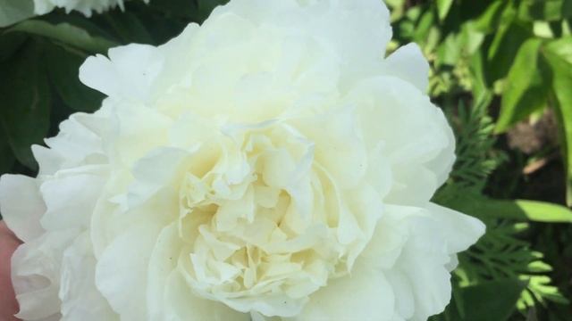 Пион MATCHLESS BEAUTY/Матчлес Бьюти