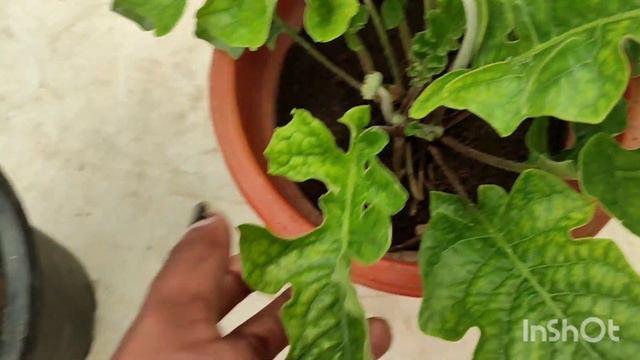How To Grow And Care Of Gerbera/pottingmix Of Gerbera Plant/പെട്ടന്നു പൂക്കൾ ഉണ്ടാവാൻ Easy Tips