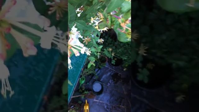 Gartenhummel an Lonicera periclymenum (Geissblatt) смотреть онлайн