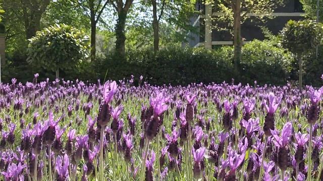 French lavender. Французская лаванда. Lavande plante aromatique #flowers#Fleur#цветы? смотреть онлайн